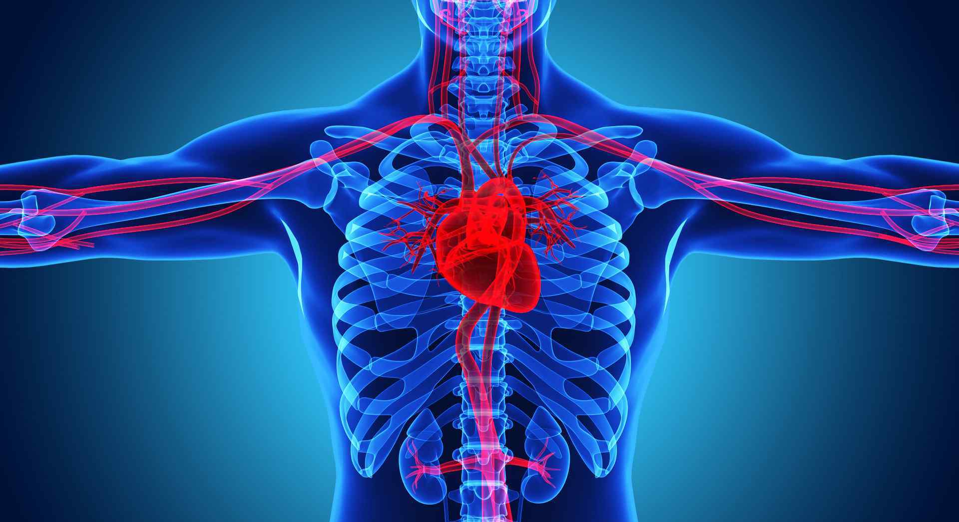 心脏结构图 心脏的位置在什么地方